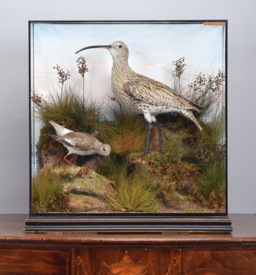 Lot 113 - Taxidermy: An Edwardian Cased Curlew and...
