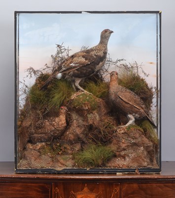 Lot 101 - Taxidermy: An Edwardian Cased Pair of Red...