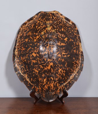 Lot Natural History: Hawksbill Sea Turtle Shell...