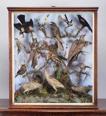 Lot 31 - Taxidermy: A Late Victorian Case of British...