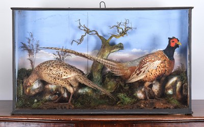 Lot 36 - Taxidermy: A Late Victorian Cased Pair of Ring-...