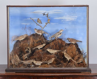 Lot 313 - Taxidermy: A Late Victorian Case of Skylarks...
