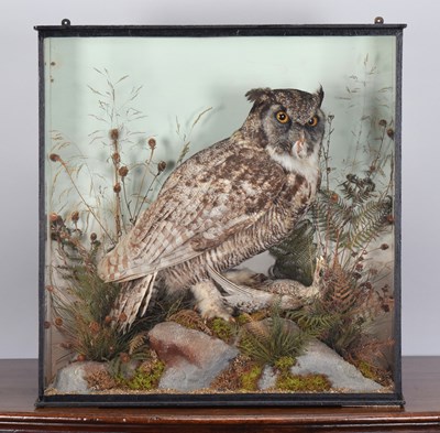 Lot 42 - Taxidermy: A Late Victorian Cased Great Horned...