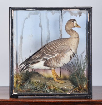 Lot 303 - Taxidermy: A Cased White-fronted Goose (Anser...