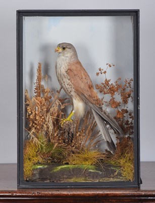 Lot 110 - Taxidermy: A Late Victorian Cased European...
