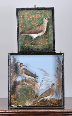 Lot 309 - Taxidermy: A Cased Pair of Common Sandpipers...