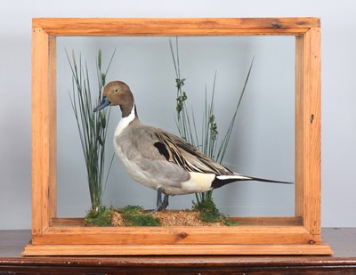 Lot 1153 - Taxidermy: A Cased Northern Pintail Duck (Anas...