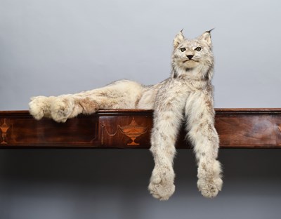 Lot 70 - Taxidermy: Canadian Lynx (Lynx canadensis),...