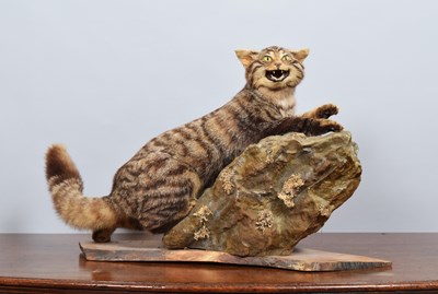 Lot 51 - Taxidermy: A Late Victorian Scottish Wild Cat...
