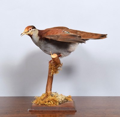 Lot 1148 - Taxidermy: A Brush Bronzewing (Phaps elegans),...