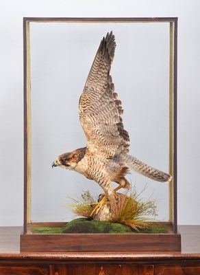 Lot 118 - Taxidermy: A Cased Barbary Falcon (Falco...