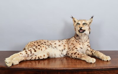 Lot Taxidermy: European Lynx (Lynx lynx), dated...