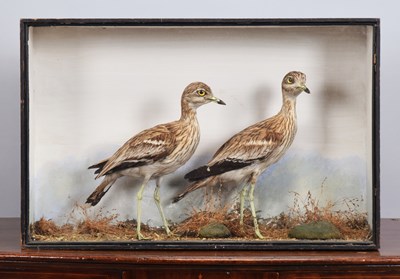 Lot 302 - Taxidermy: A Late Victorian Cased Pair of...