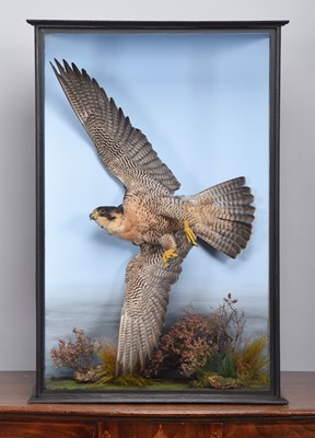 Lot 318 - Taxidermy: A Cased Peregrine Falcon (Falco...