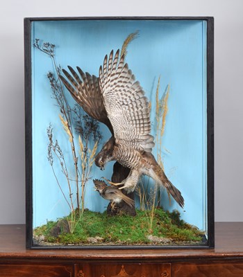 Lot 217 - Taxidermy: A Cased European Sparrowhawk...