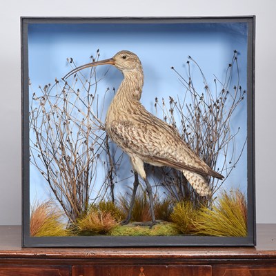 Lot 127 - Taxidermy: A Late Victorian Cased Common...