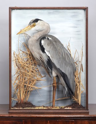Lot 129 - Taxidermy: A Cased Grey Heron (Ardea cinerea),...