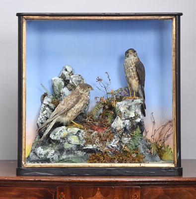 Lot 125 - Taxidermy: A Late Victorian Cased Pair of...