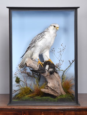Lot 132 - Taxidermy: A Cased Gyr Falcon (Falco...