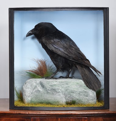 Lot 107 - Taxidermy: A Cased Common Raven (Corvus corax),...
