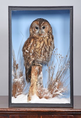 Lot 27 - Taxidermy: A Cased Tawny Owl (Strix aluco),...