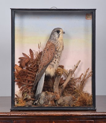 Lot 46 - Taxidermy: An Edwardian Cased European Kestrel...