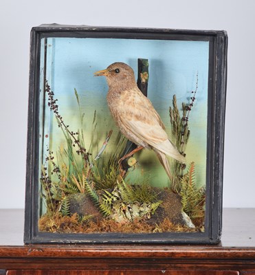 Lot 134 - Taxidermy: A Late Victorian Cased Leucistic...