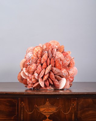 Lot 200 - Conchology: An Orange and Pink Clam Shell...