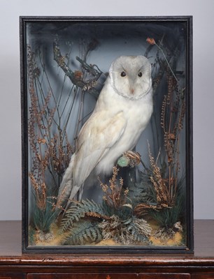 Lot 124 - Taxidermy: A Victorian Cased Barn Owl (Tyto...