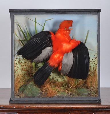 Lot Taxidermy: A Late Victorian Andean Cock-of-the-...
