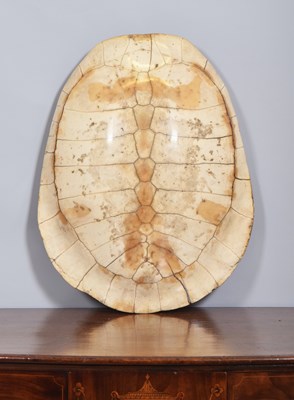 Lot 188 - Natural History: Giant South American River...