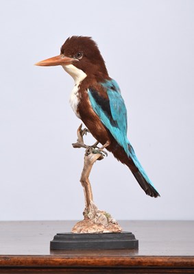 Lot 135 - Taxidermy: White-throated Kingfisher (Halcyon...