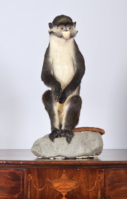 Lot 139 - Taxidermy: Lesser Spot-Nosed Guenon Monkey...