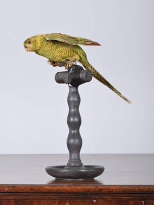Lot 165 - Taxidermy: A Late Victorian Rare Western...