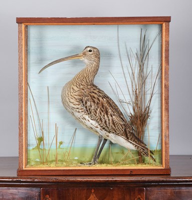 Lot 240 - Taxidermy: European Curlew (Numenius arquata),...