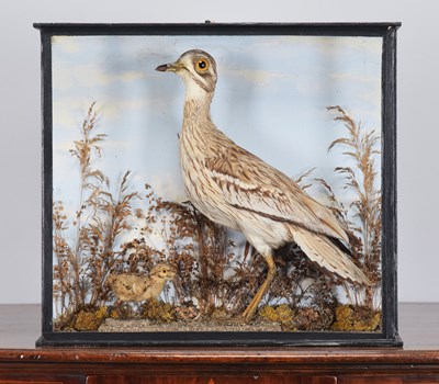 Lot 215 - Taxidermy: A Late Victorian Cased Stone Curlew...