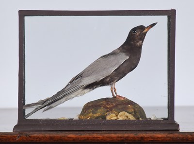 Lot 248 - Taxidermy: A Cased Black Tern (Chlidonias...