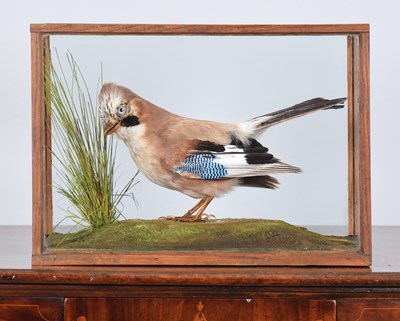 Lot 238 - Taxidermy: A Cased European Jay (Garrulus...