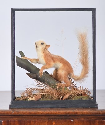 Lot 237 - Taxidermy: A Cased Red Squirrel (Sciurus...
