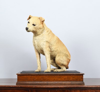 Lot 236 - Taxidermy: "Nipper" His Master's Voice, early...
