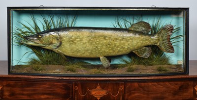 Lot 243 - Taxidermy: A Cased Northern Pike (Esox lucius),...
