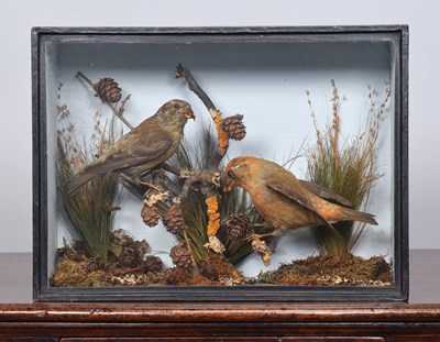 Lot 138 - Taxidermy: A Pair of Late Victorian Cased...