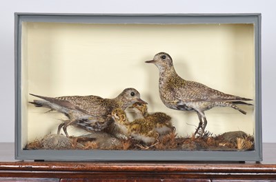 Lot 140 - Taxidermy: A Late Victorian Cased Family Group...