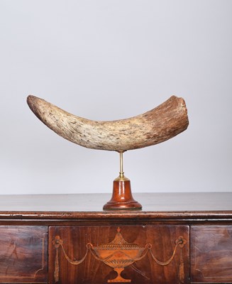 Lot 192 - Natural History: Aurochs Horn (†Bos...