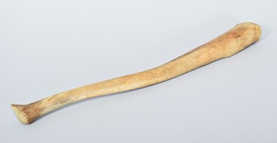 Lot 181 - Natural History: A Walrus Baculum (Odobenus...