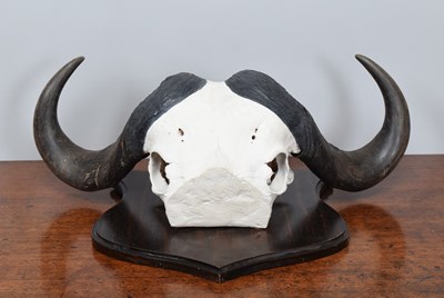 Lot 1265 - Antlers/Horns: Cape Buffalo Horns (Syncerus...