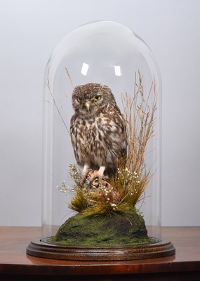 Lot 141 - Taxidermy: A European Little Owl (Athene...