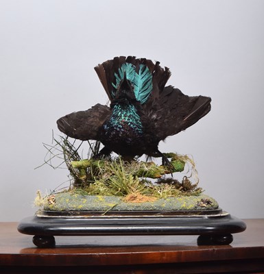 Lot 142 - Taxidermy: A Late Victorian Magnificent Rifle...