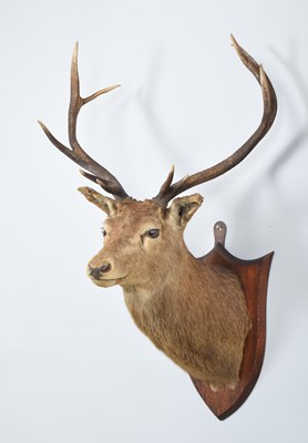 Lot 223 - Taxidermy: Scottish Red Deer (Cervus elaphus...