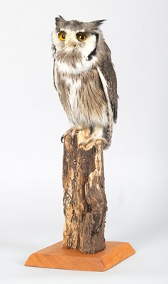 Lot 1158 - Taxidermy: A Northern White-faced Scops Owl...